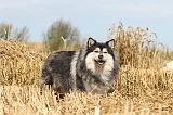 CHIEN FINNOIS DE LAPONIE 224